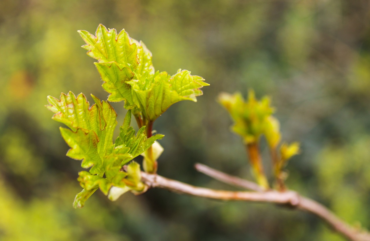 Webinar - Accelerate Yourself!