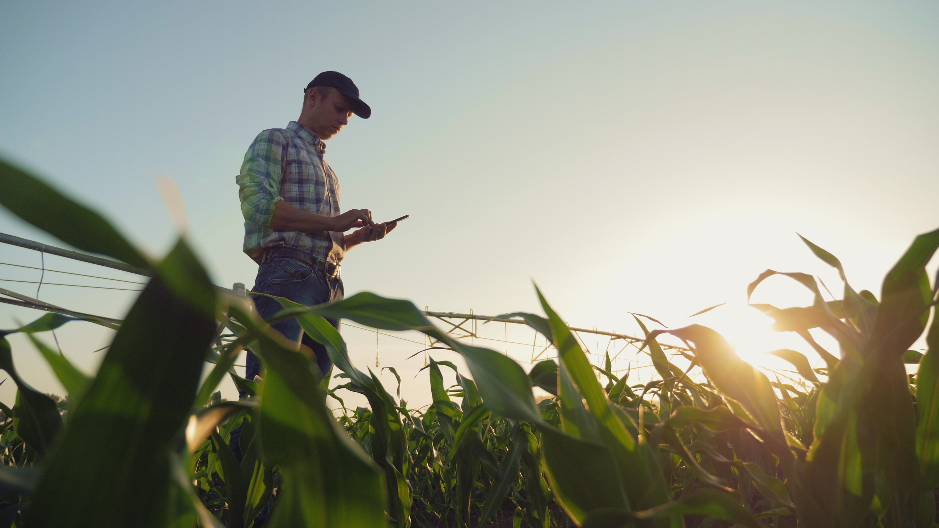 A farmer checking something on his phone while standing in his field